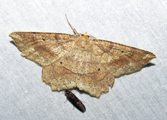 Euchlaena pectinaria