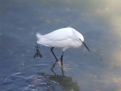 Egretta thula
