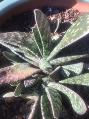 Gasteria