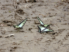 Graphium cloanthus