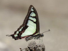 Graphium cloanthus