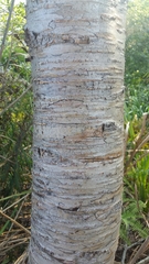 Betula alnoides
