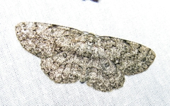 Hypomecis