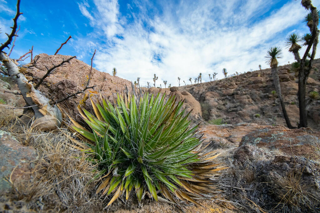 Thread-leaf Agave
