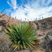 Thread-leaf Agave - Photo (c) Alvaro Monter Pozos, some rights reserved (CC BY-NC), uploaded by Alvaro Monter Pozos