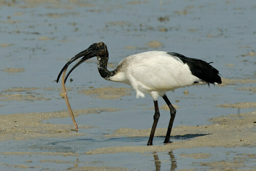 African Sacred Ibis, photo 9 of 10