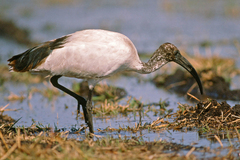 Sacred Ibis photo 6