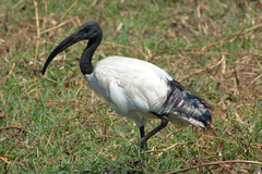 Sacred Ibis photo 1