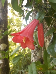 Lapageria rosea