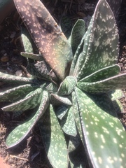 Gasteria