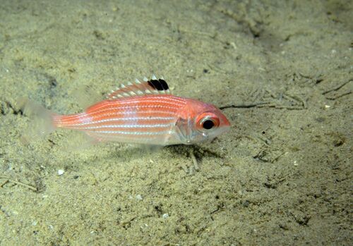 Photo of Reef squirrelfish (Sargocentron coruscum)