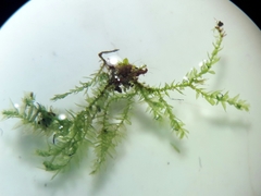 Bryophyta