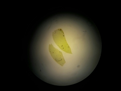 Bryophyta