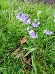 Hyacinthoides hispanica