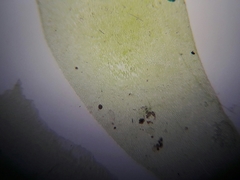 Bryophyta