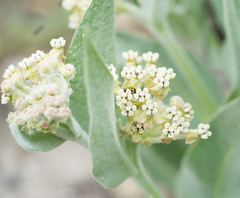 Asclepias vestita