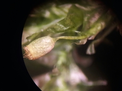 Bryophyta