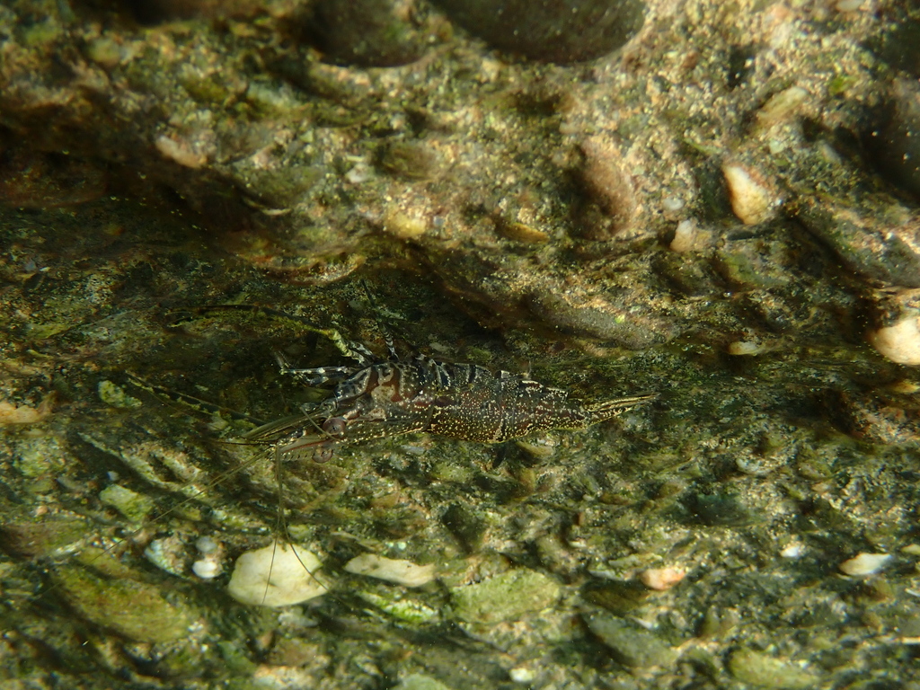 Crane river prawn