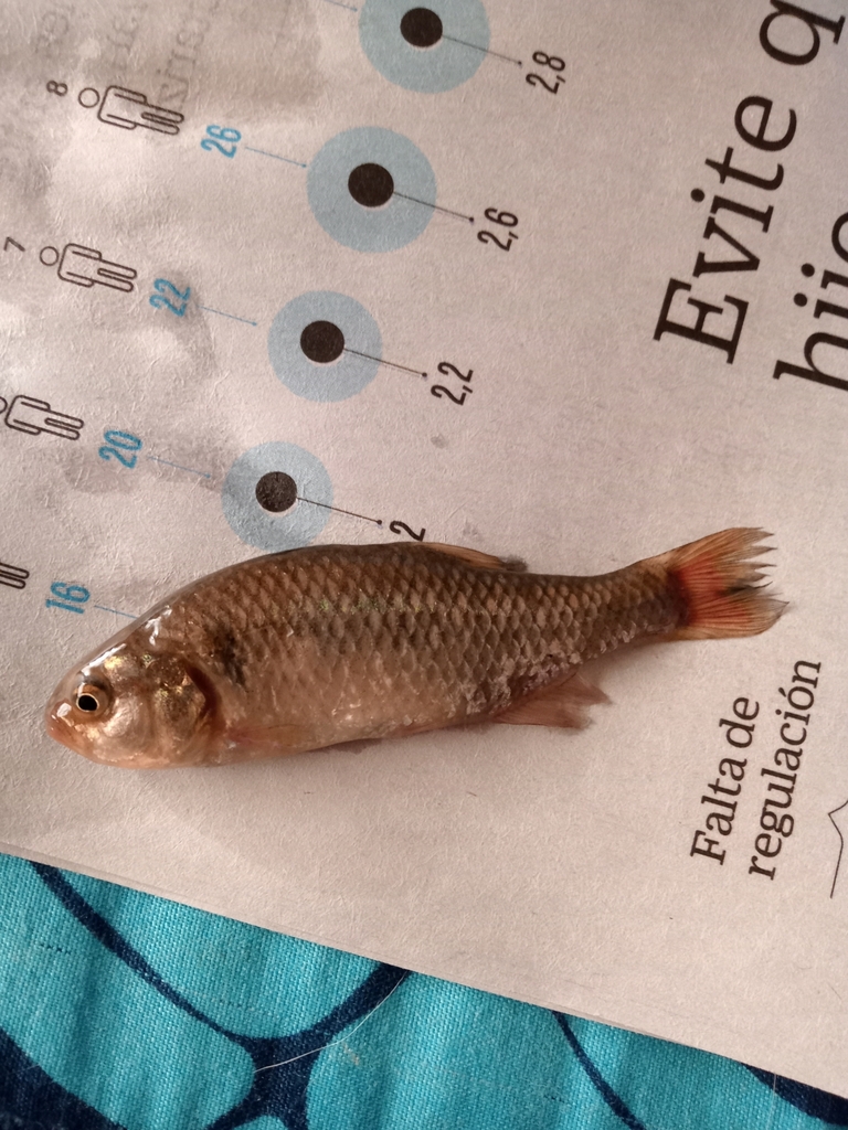 Bogota tetra (Grundulus bogotensis) — Characidae