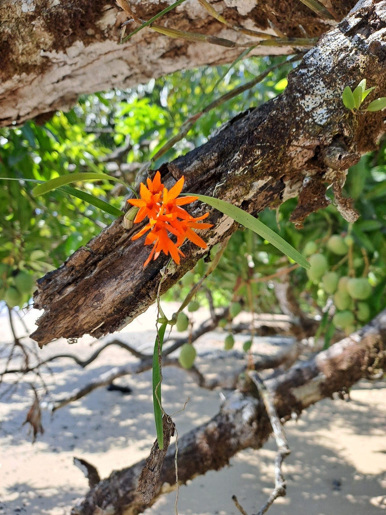 Scaphyglottis bidentata