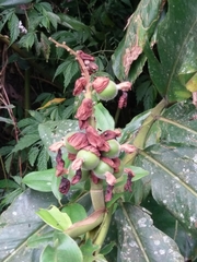 Alpinia uraiensis
