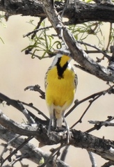 Sturnella magna lilianae