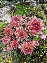 Sempervivum