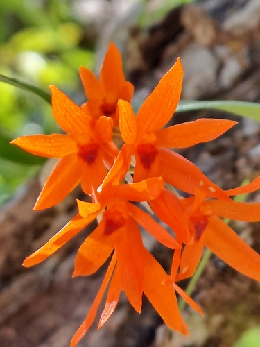 Scaphyglottis bidentata, photograph 3