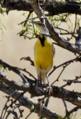 Sturnella magna lilianae