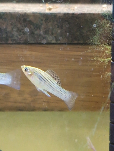 Molly Sailfin