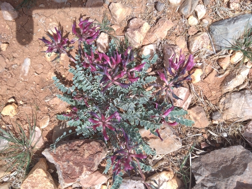 Astragalus incanus
