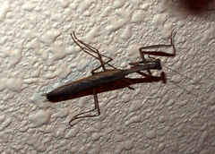 Statilia maculata