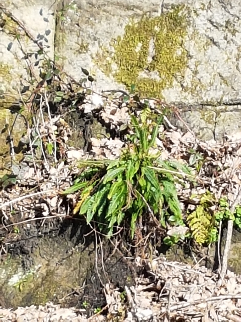 deer fern from Hollins Road, Todmorden OL14 6PG, UK on March 6, 2024 at