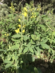 Thermopsis divaricarpa