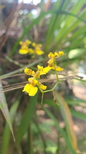 Image of Oncidium sphacelatum by no rights reserved