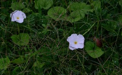 Trichosanthes scabra