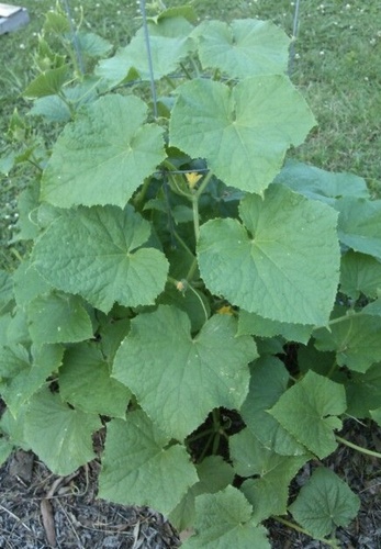 Foto de Pepino