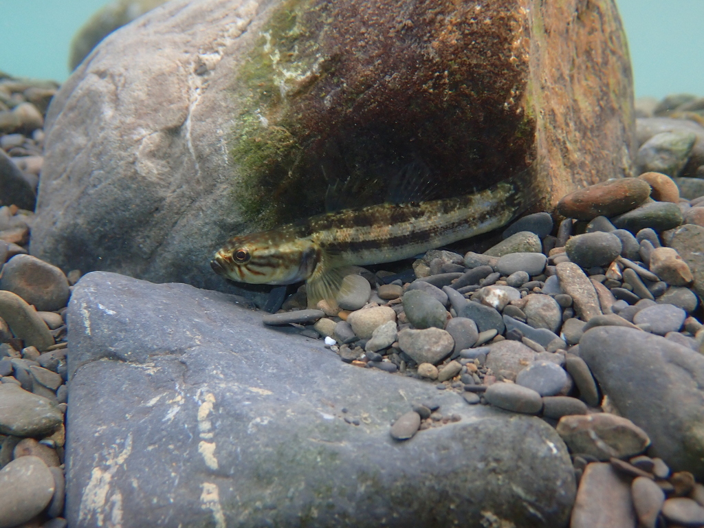 Segura's Throatspine Gudgeon