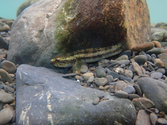 Segura's Throatspine Gudgeon photo 1