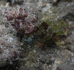 Image of Gobioclinus bucciferus