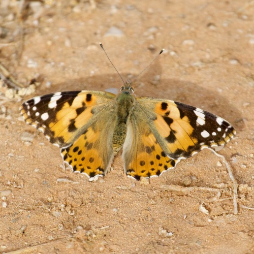 Painted Lady
