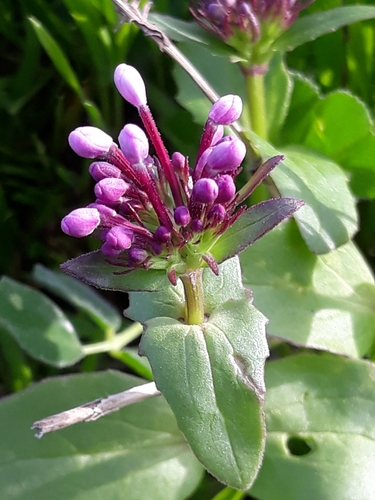 Image of Fedia graciliflora by (c) Karim Haddad, some rights reserved (CC BY)