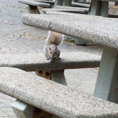 Sciurus carolinensis
