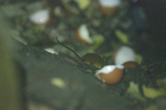 Unicolored Thomasomys photo 2