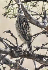 Sturnella magna lilianae