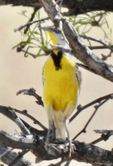 Sturnella magna lilianae