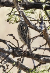 Sturnella magna lilianae