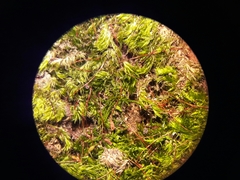 Catagoniaceae