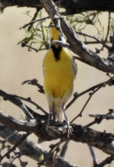 Sturnella magna lilianae