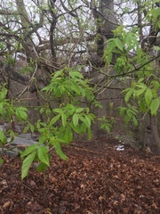 Fraxinus americana